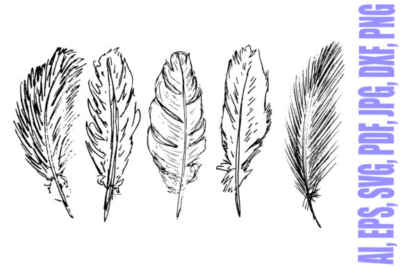 Download Five Hand Drawn Feathers Illustrations - Hand drawn Collection